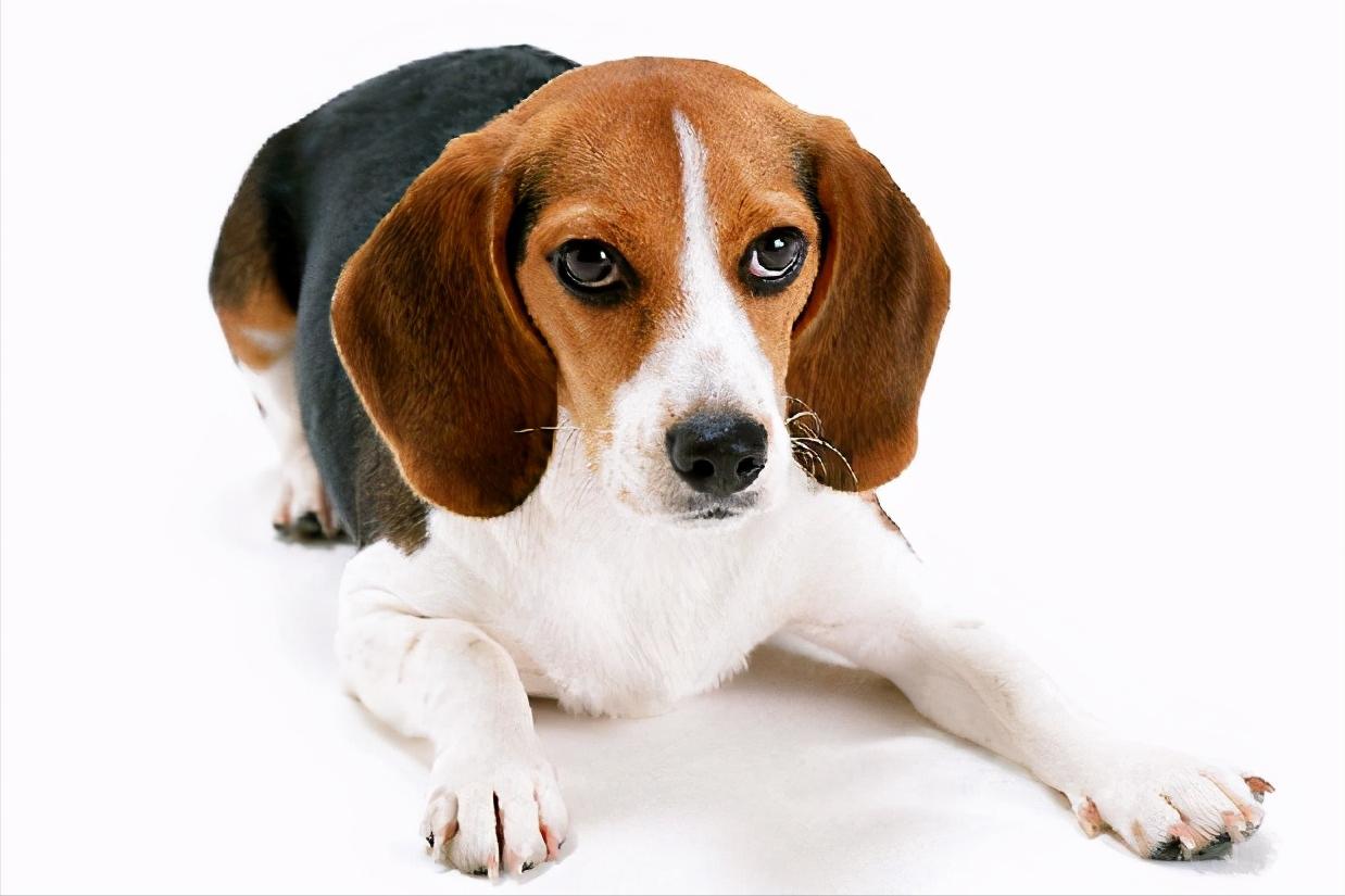 母比格犬什么时候来例假？