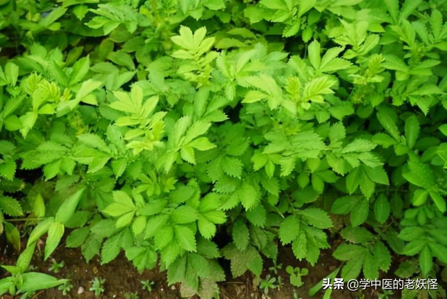 每天学习一味中药远志,中药鹤草芽的服用方法