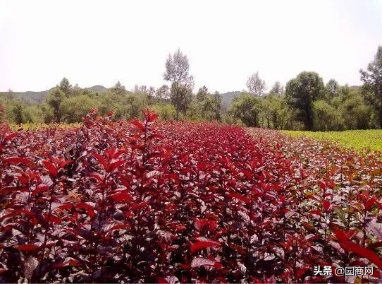 小色块苗的种植前景,色块杯苗什么品种用量大