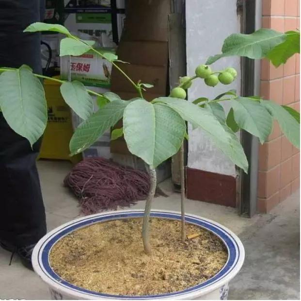 手串盘坏了可以重新抛光吗,手串盘废了什么意思