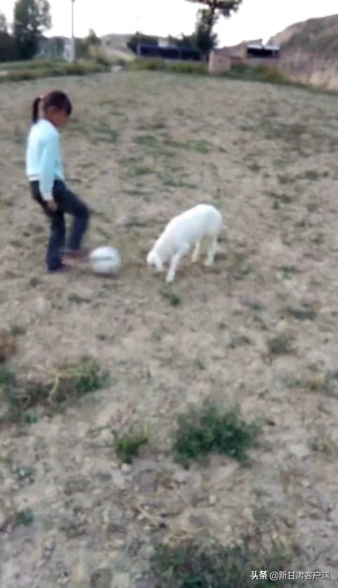 小羊羔当“陪练”兰州大山深处的女孩英国赛场显英豪