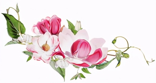 汤汤的疗愈小课堂（3）：用花精疗愈心意鞘