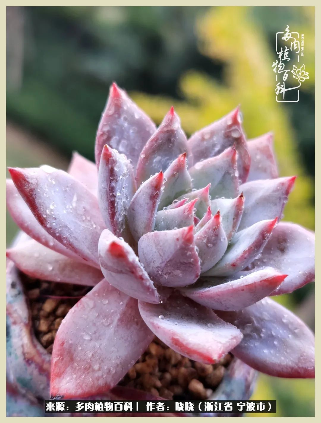 对多肉的热爱深入骨髓,当激情退却希望你依然保持热爱