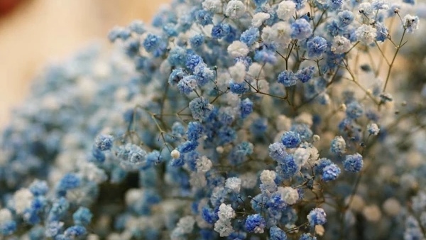 五种常见花材有什么颜色,常见绿色花材