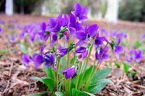 粉色和紫色的植物有哪些,紫色的植物有哪些品种