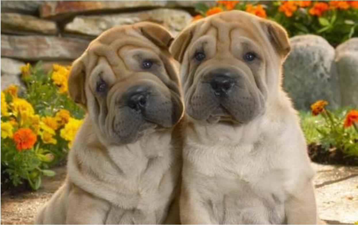 最适合中国人养的十种狗,全世界常见的70种狗