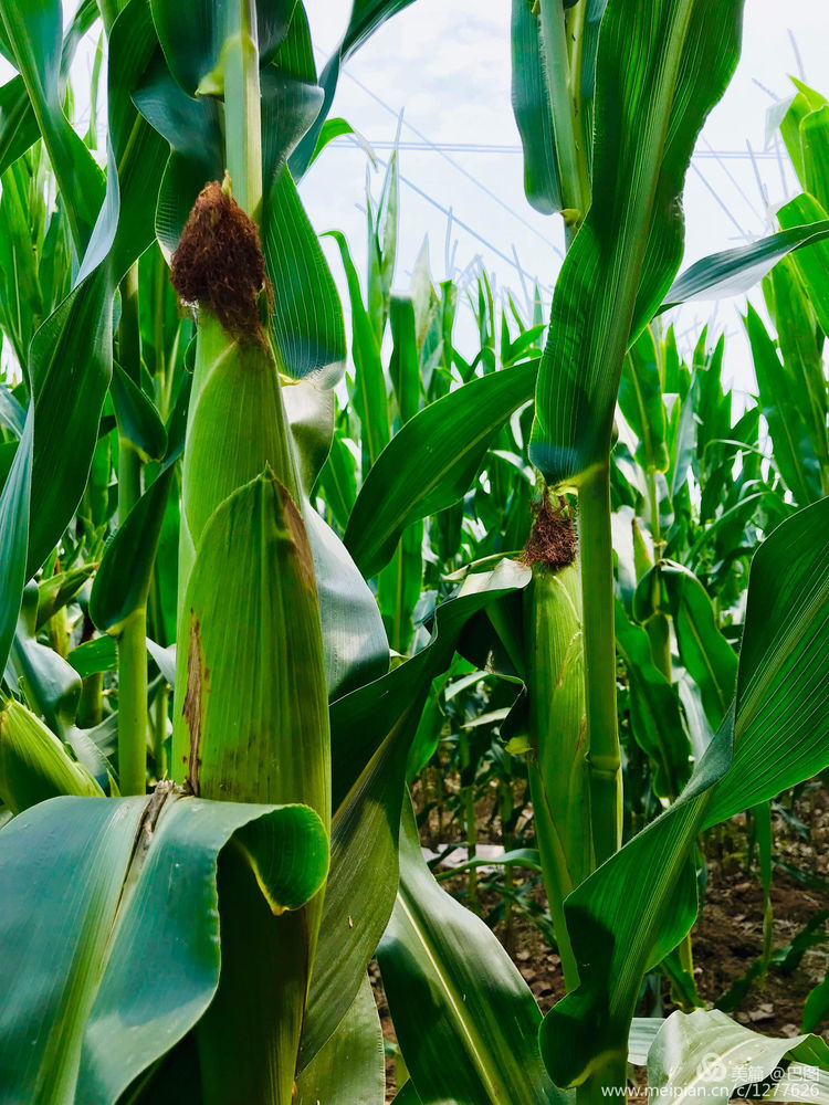 河南省新安县铁门镇沟头村支书,新安铁门镇沟头村