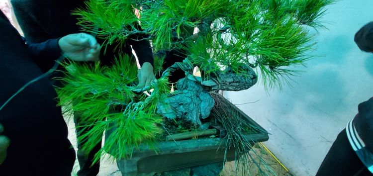 金奖精品黑松盆景 (日本国风展黑松盆景高清图)