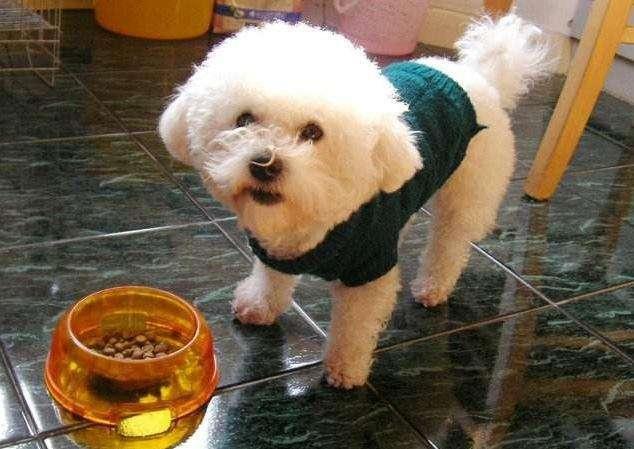 养比熊的十大好处和坏处,兽医比熊