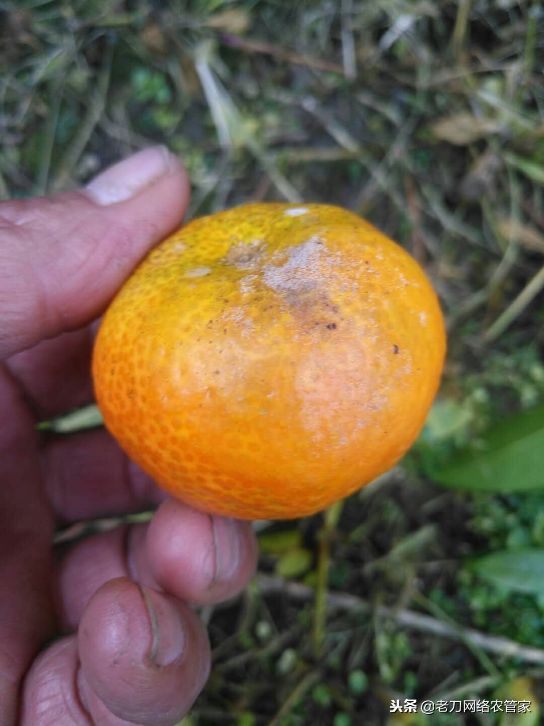 柑橘树上青霉病和绿霉病怎么防治,柑橘疫霉褐腐病怎么预防