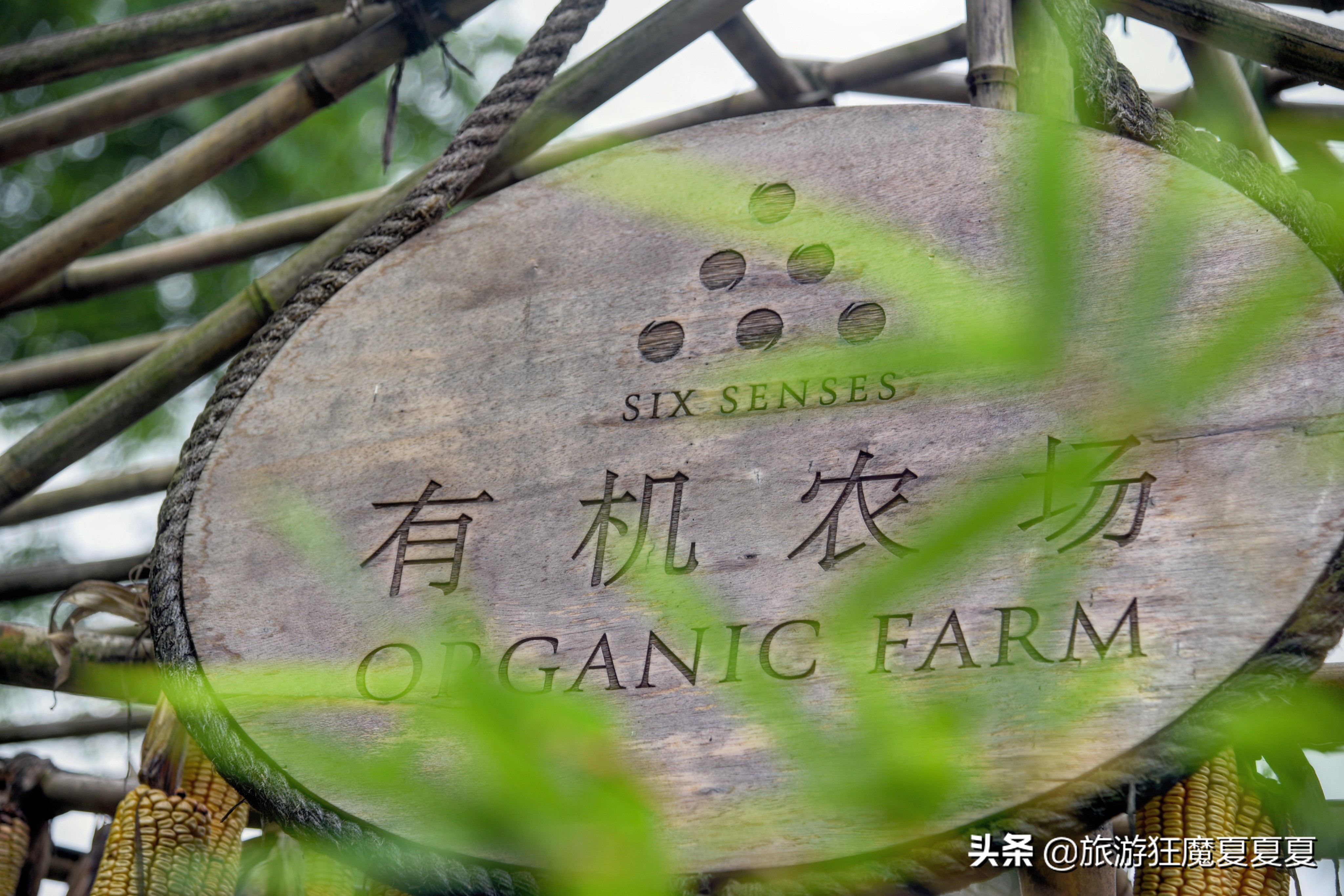 青城山值得推荐的酒店,青城山价格实惠的酒店