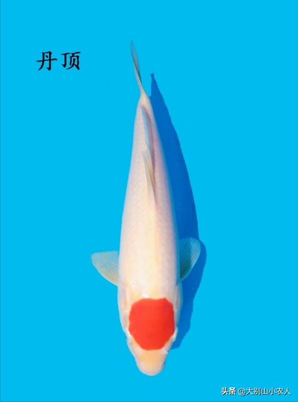 烫嘴的锦鲤：可活200岁，八旬老人为之翻墙，却因颜值决定生死