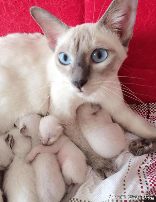 赤道养暹罗猫是不是就不会变黑了,暹罗猫冻黑了是什么原理