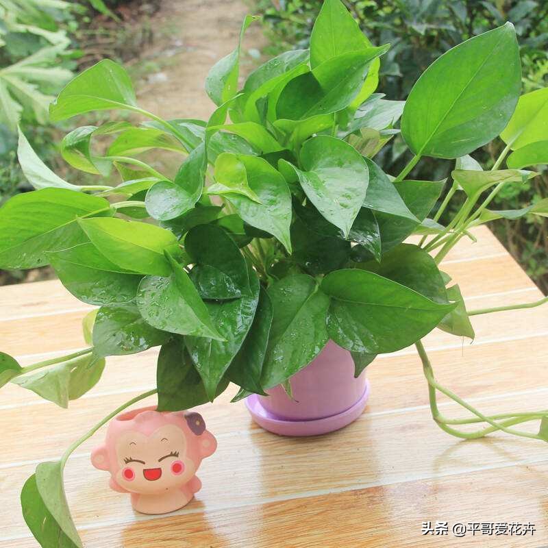 吸甲醛最好的10种花,什么花吸甲醛最好最快好养