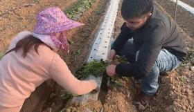 正宗兰考红薯价格,红薯大面积出售