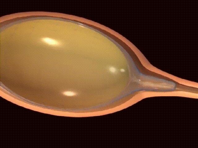 超生动|家禽生殖系统结构和禽蛋形成过程