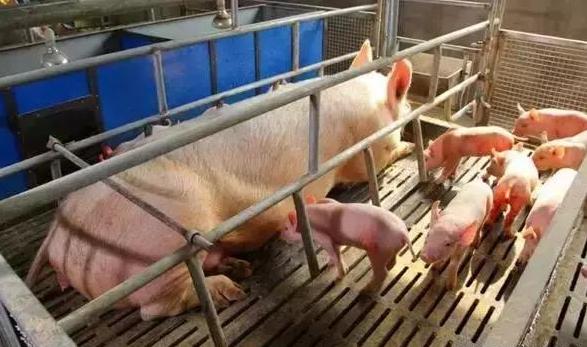 养母猪绝招母猪吃什么奶水多,养母猪的关键技术