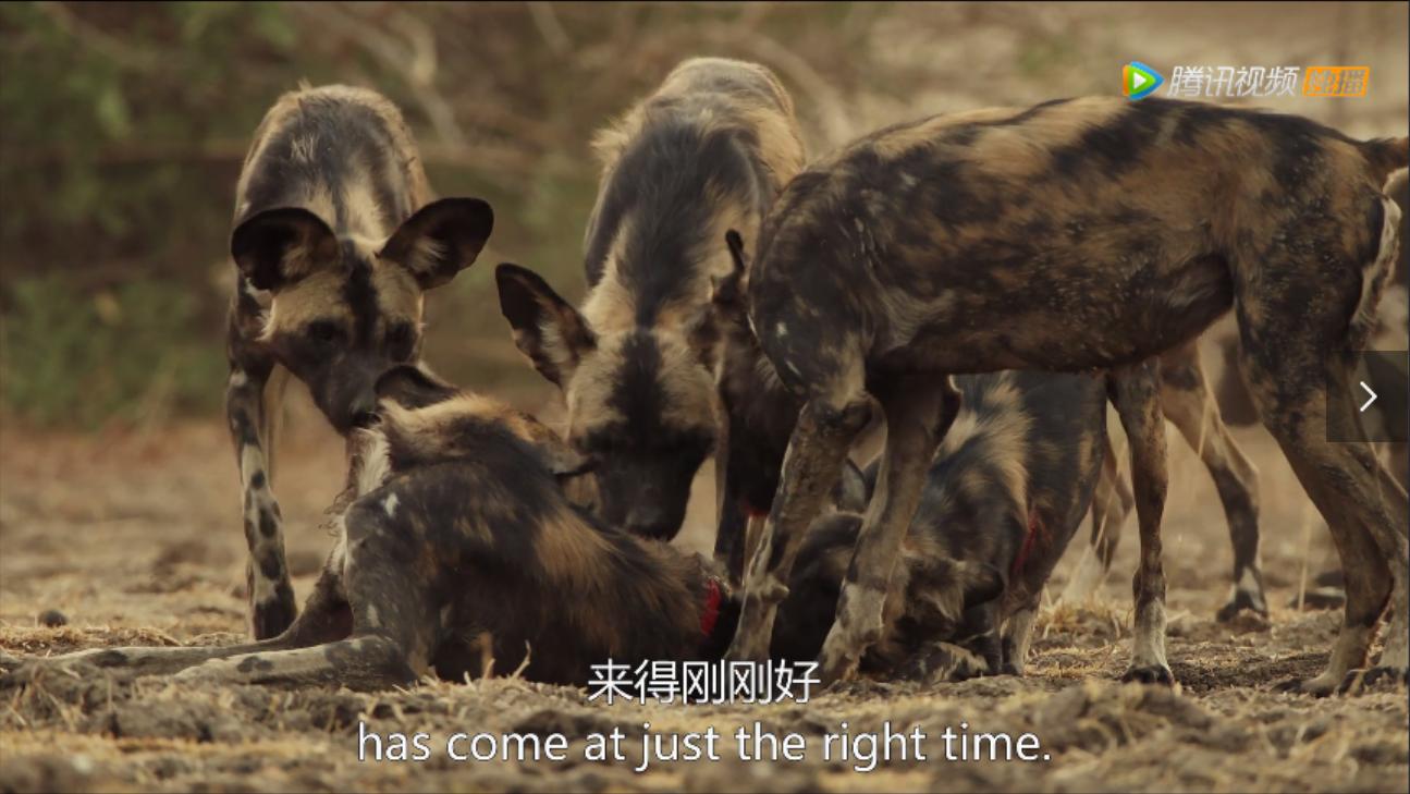 《王朝》详述杂*狼色**女儿居然对母亲六亲不认？