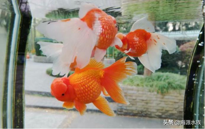 金鱼到底要水多点好还是少点好,养金鱼多久喂一次食多久换一次水