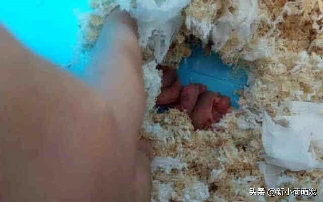 仓鼠肚子底下为什么都是鲜红色?主人惊惶失色,扒开却直呼赚大了