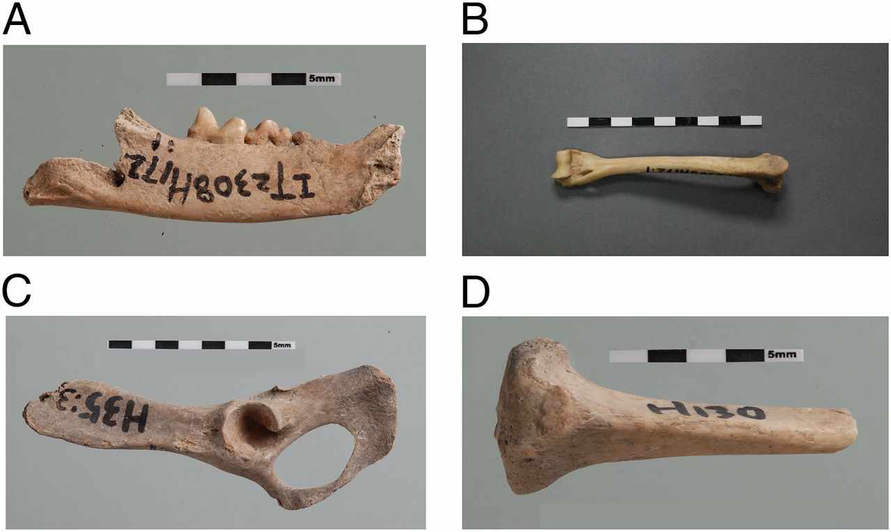 神经受损的猫,神经系统损坏能修复吗