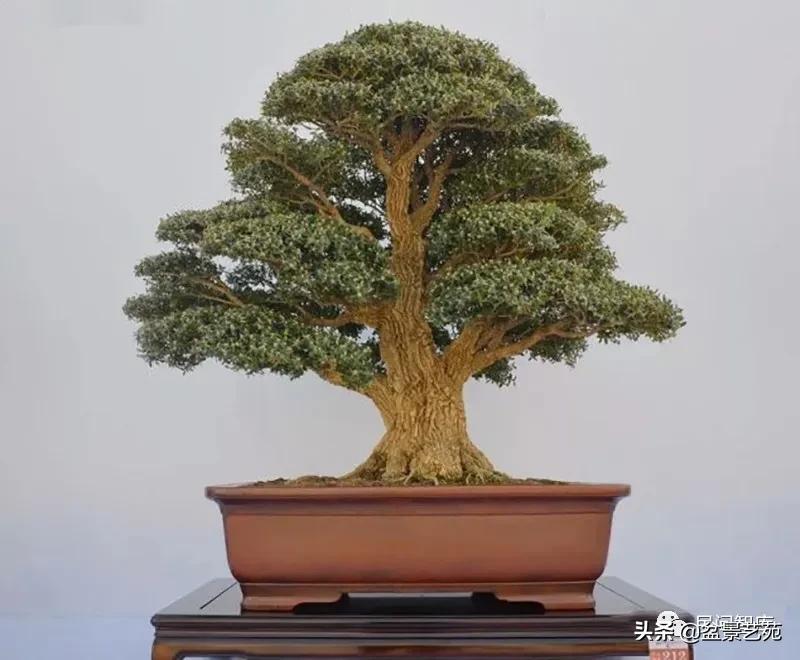 盆景黄杨,赏优美盆景