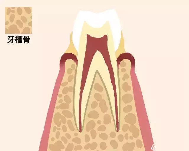 一颗牙齿的动画图片,牙齿脱落过程图解