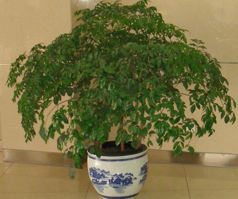 幸福树和发财树卷叶黄叶怎样养,幸福树浇油浇多黄叶掉叶怎么办