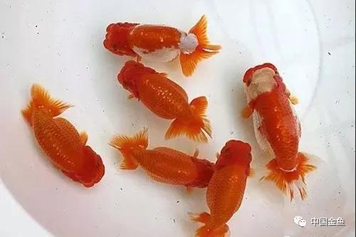 金鱼栽头翻肚,为什么金鱼容易失漂