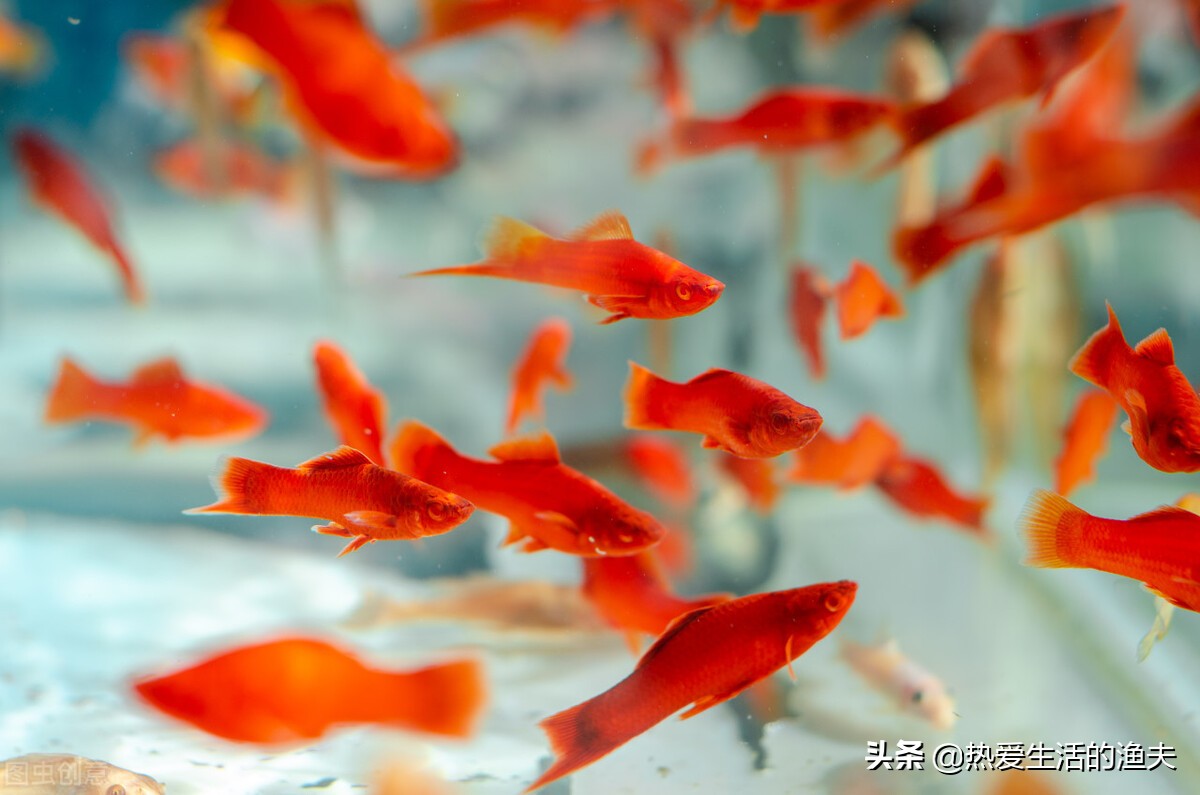 为什么要养红箭鱼,红箭鱼有点烂尾但是状态很好