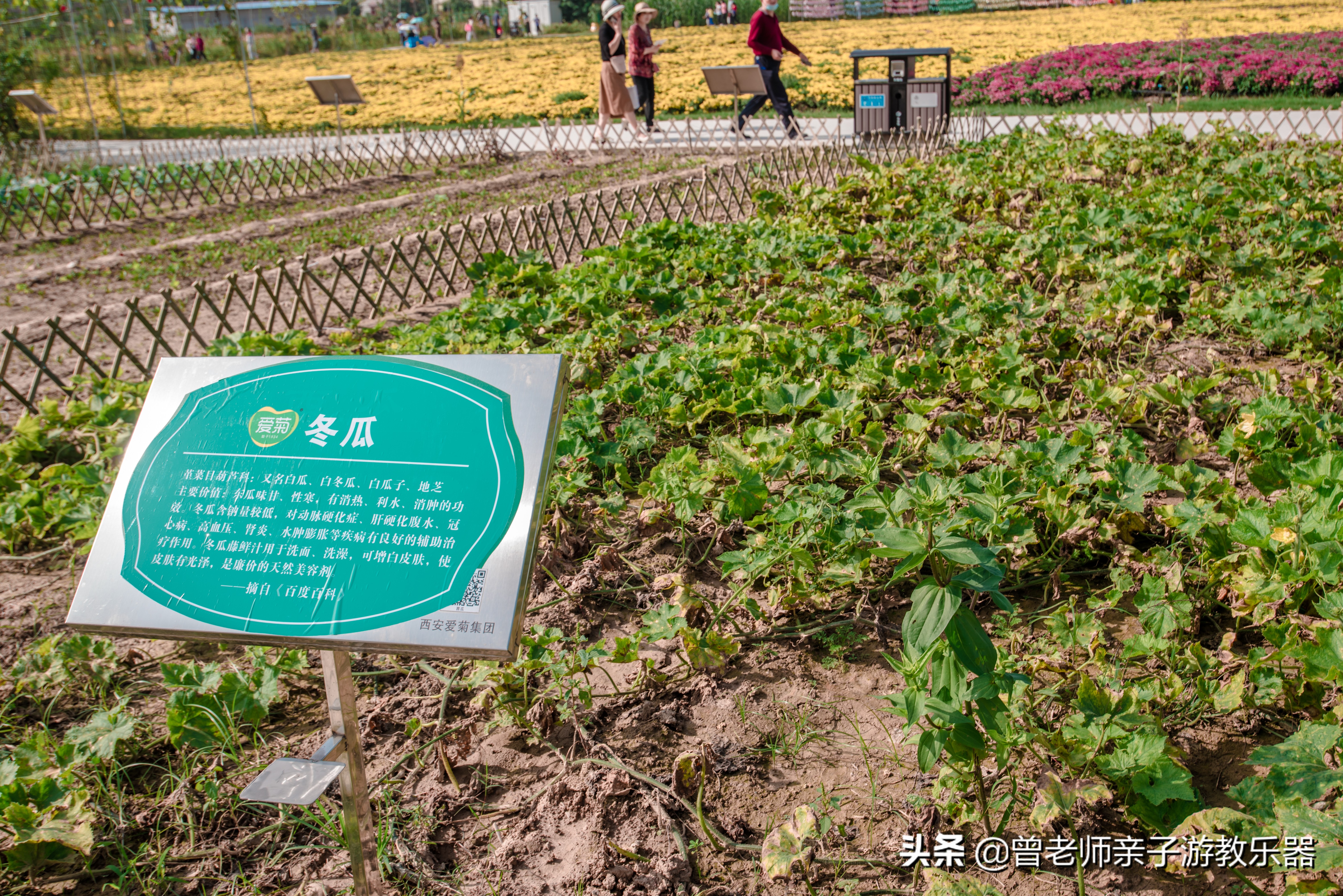 西安菊花节9.9元门票,爱菊菊花节怎么去