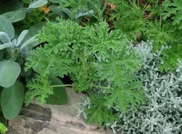 养什么植物有杀蚊子但对人无伤害,什么植物驱蚊子效果最好好养活