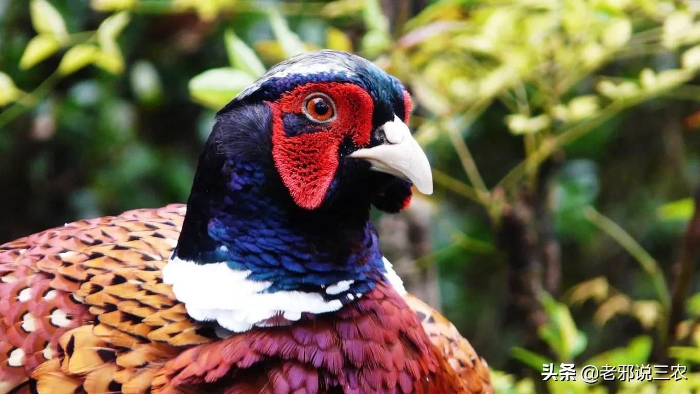 草鸡饲养技术大全,大山鸡怎么养最好