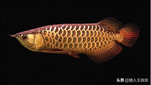比食人鱼厉害的凶猛的观赏鱼,比食人鱼还凶残的十种鱼