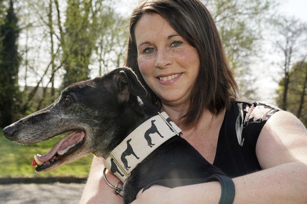 英国退役赛狗被卖到中国强迫繁殖引发公愤：卖狗给中国，太可恶！