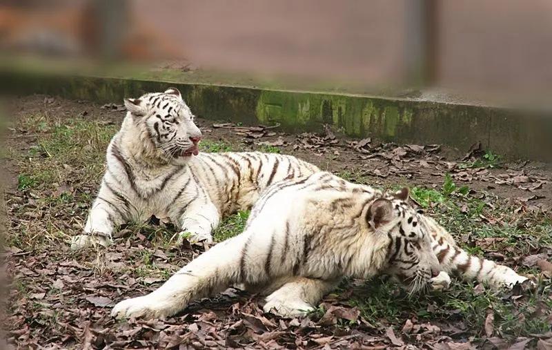 重庆动物园五一直播,重庆动物园新春活动