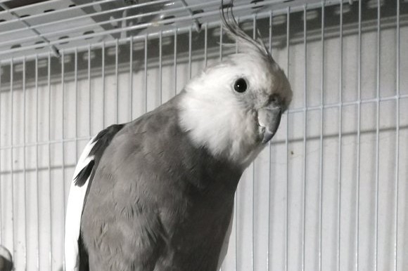 玄凤鹦鹉刚出生怎么辨别品种,玄凤鹦鹉有多少个品种