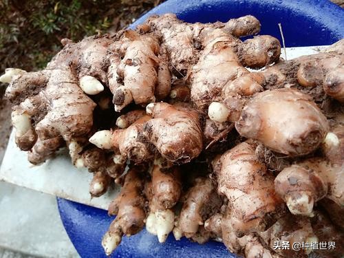 冬吃萝卜夏吃姜但你的姜吃对了吗,冬吃萝卜夏吃姜你真的适合吃姜吗