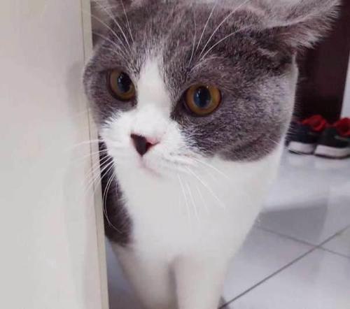 英短猫眼屎特别多,新猫眼屎很重是星期猫吗