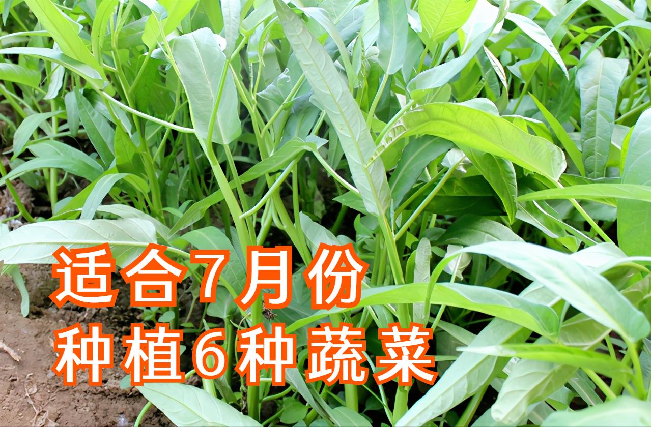 7月份可种的耐热蔬菜,夏天7-8月能种的蔬菜