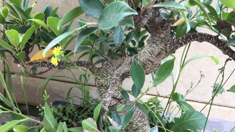 苹果盆景修剪技巧图解,新手也能学会的修剪盆景技巧