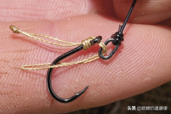 话说欧鲤钓组全集,欧鲤钓组可以钓哪些鱼