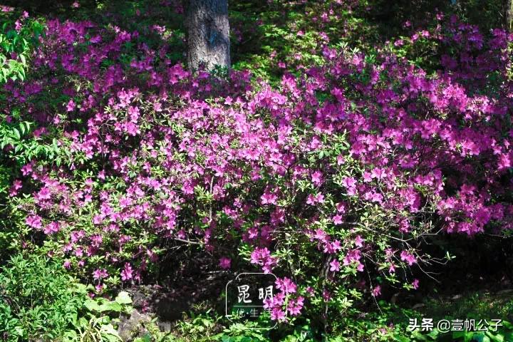 被大理的美景所折服,被丽江的风景美到了