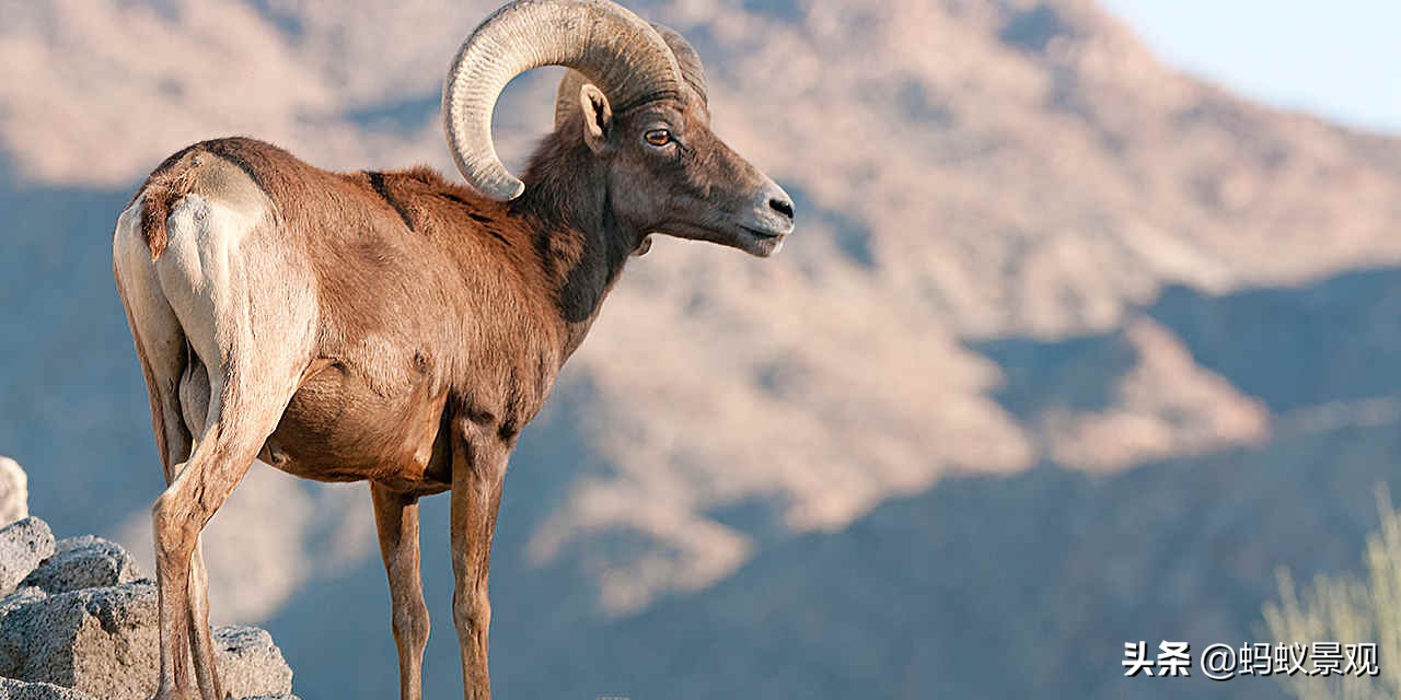 蒙太奇如何学习,蒙太奇理解