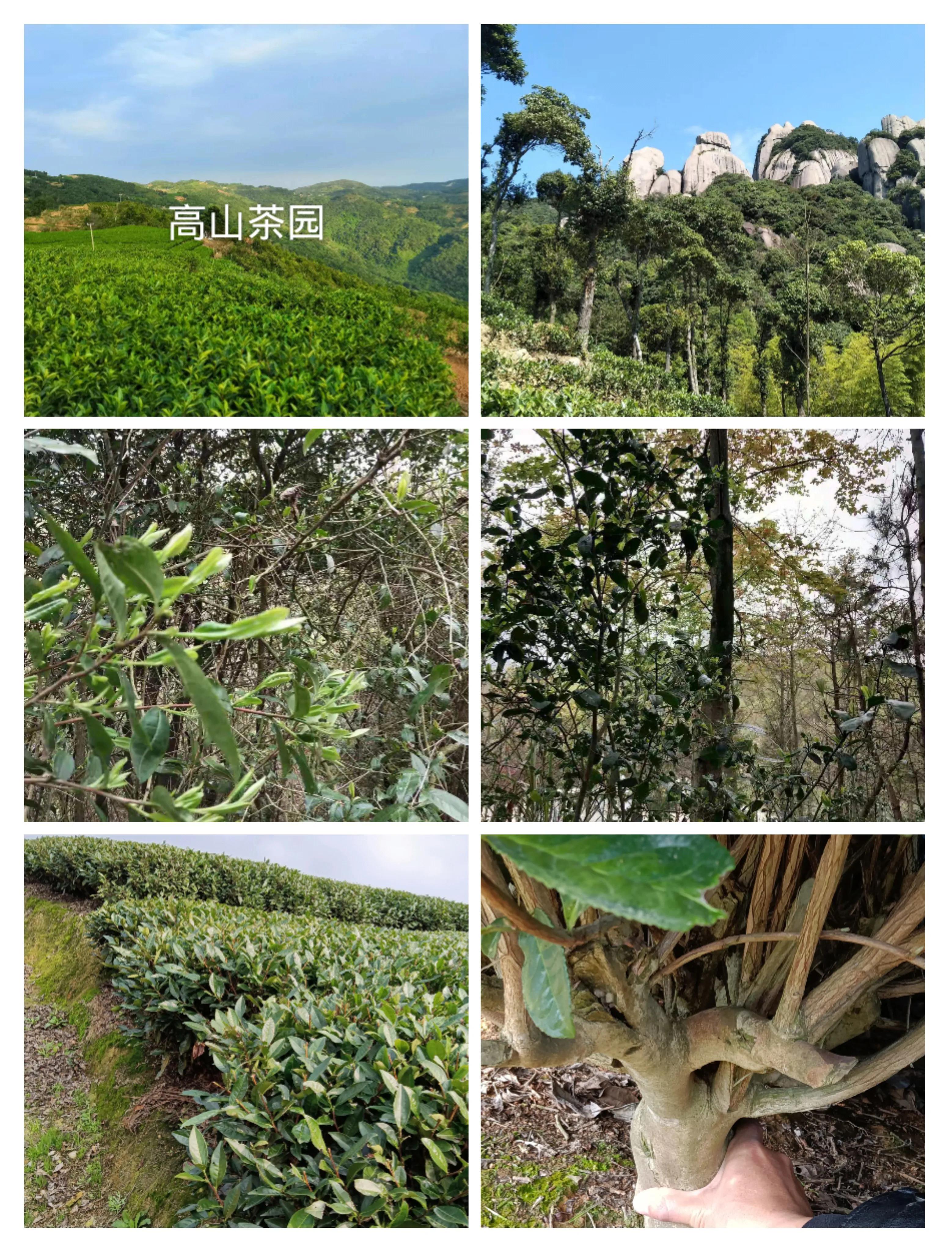 老梁揭秘抖音,老梁揭秘微头条