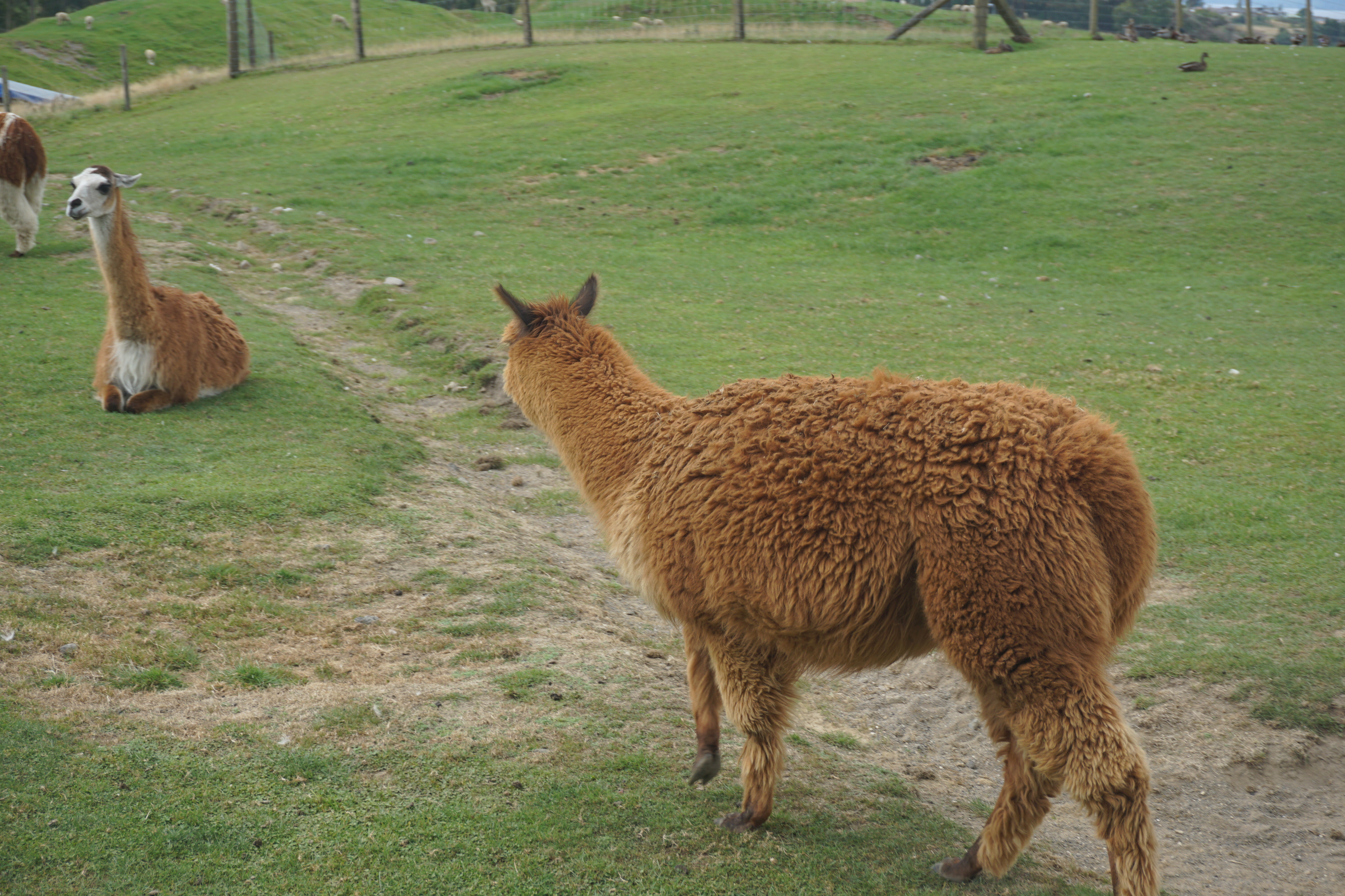 新西兰天然农场,成都新西兰牧场