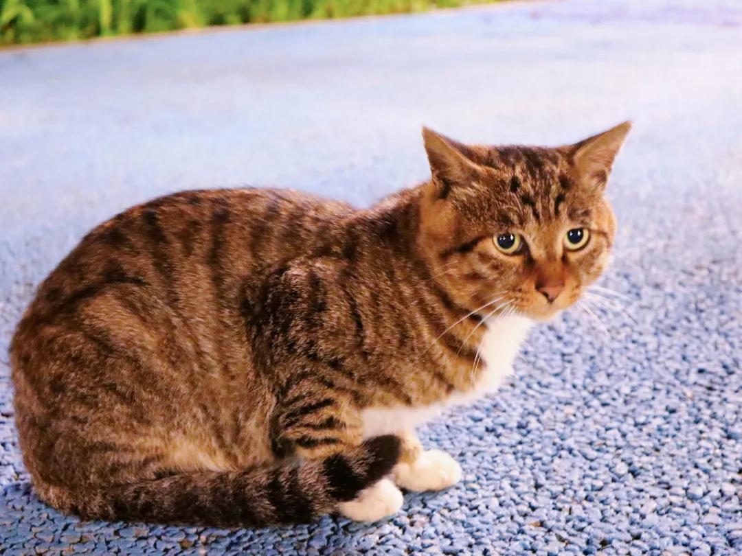 你知道五角星是几个角吗,你知道五角星代表什么