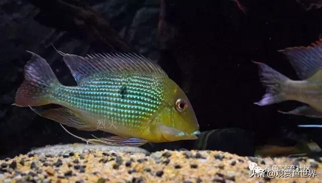 食土鲷一般多大尺寸,食土鲷哪个品种小一点