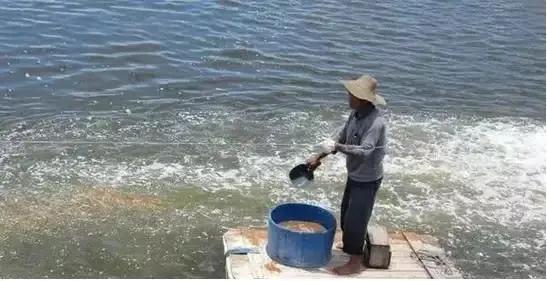 水产养殖农药残留用什么解毒,水产养殖解毒方法