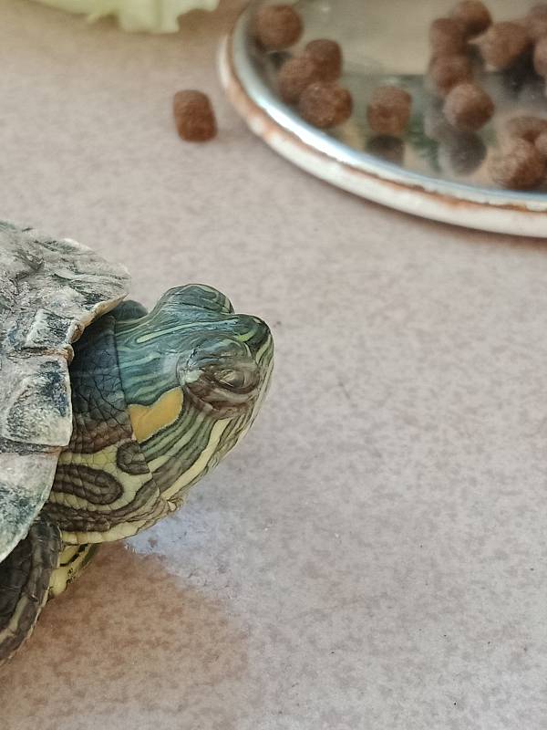 乌龟白眼病红霉素软膏,乌龟眼角长了小白肉粒